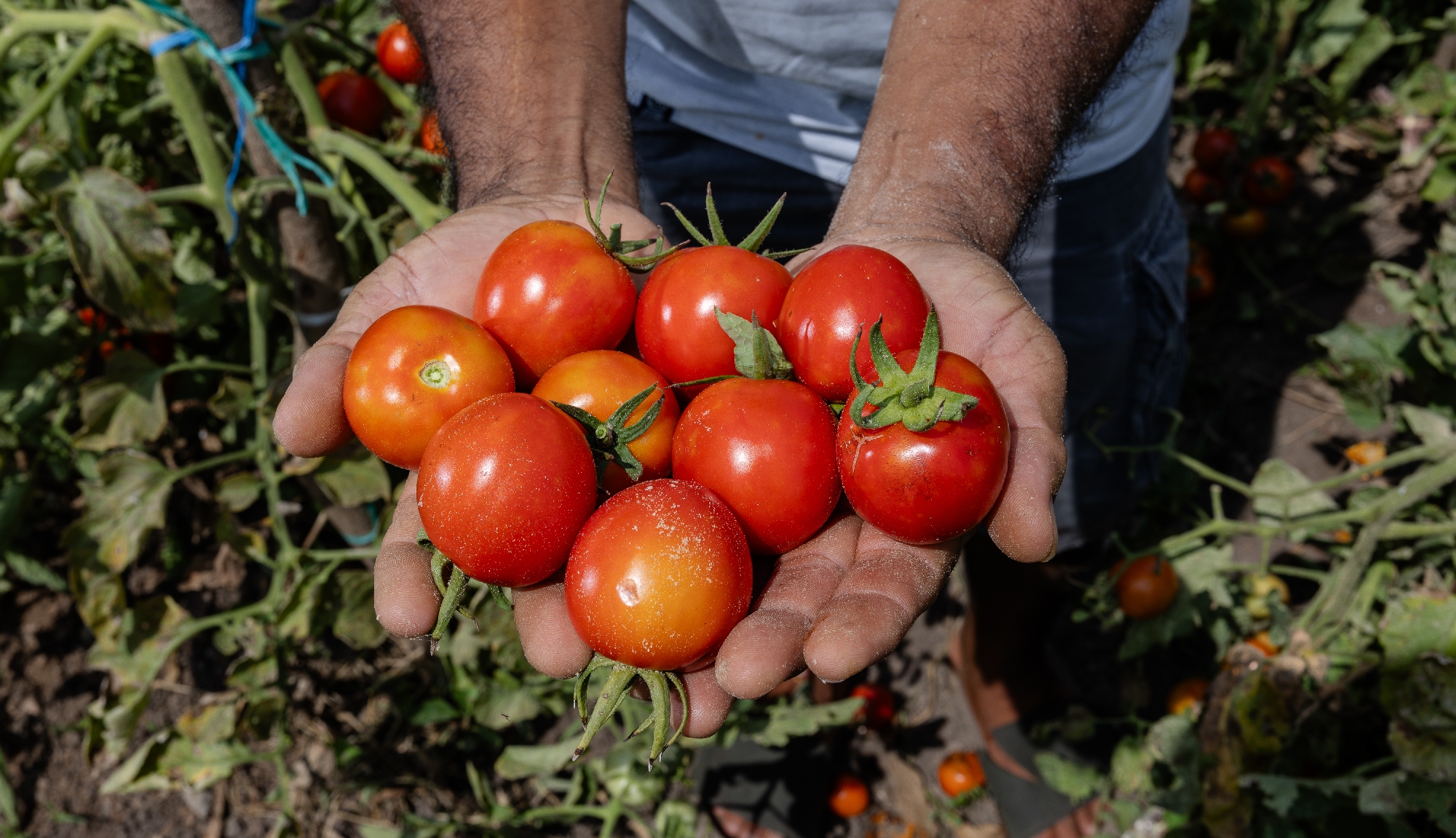 Im Garten hinter dem Haus wachsen etwa Tomaten und Spinat Eine Handvoll Tomaten