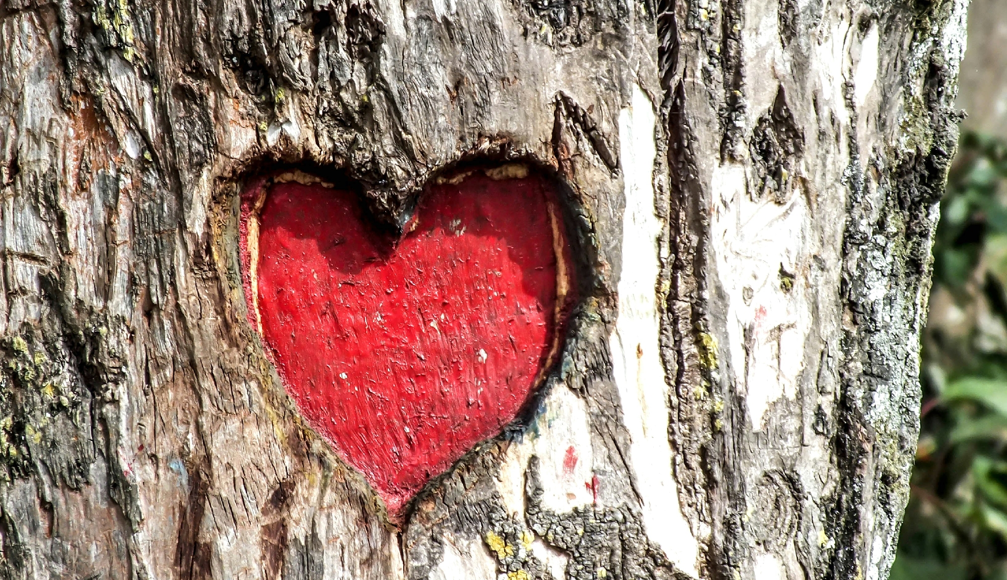 ein rotes Herz unter Baumrinde