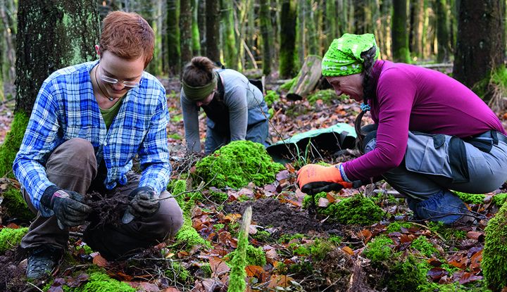 Mit einem internationalen Programm den Wald retten