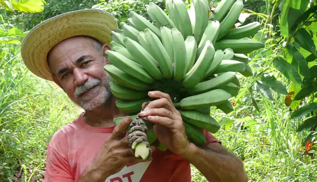 Ein indonesicher Bauer trägt eine Bananenstaude