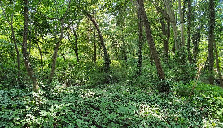 Urwald f&uuml;r alle