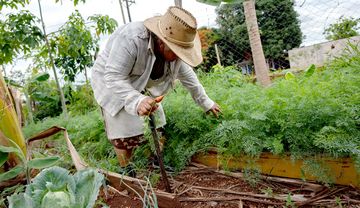 Das Gemüse für die Suppenküche kommt gleich aus dem Garten