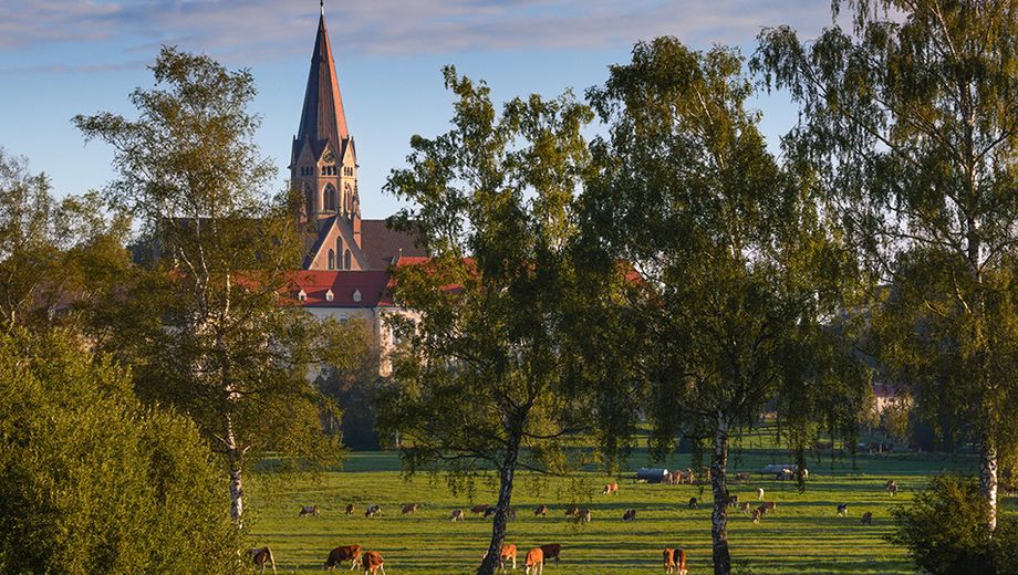 Weidekühe auf grüner Wiese vor dem Kloster