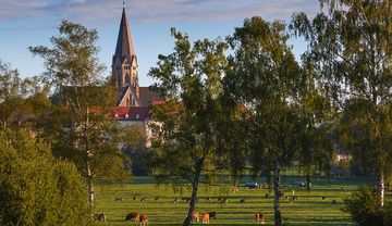 Weidekühe auf grüner Wiese vor dem Kloster
