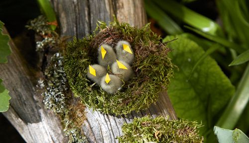 Basteln für Ostern: Moosnester mit Palmkätzchen-Küken - Leben jetzt