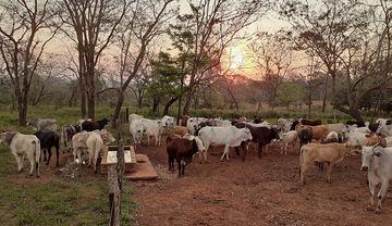 Jugendliche und die Steyler für die Schöpfung