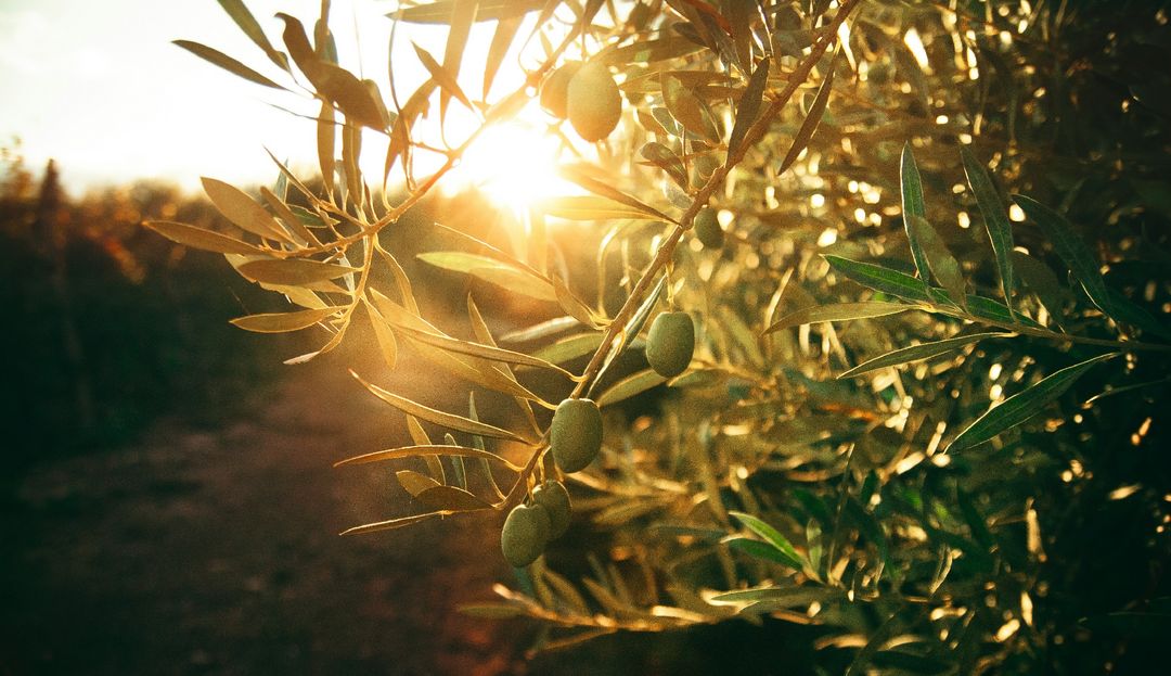 Olivenbaum im Sonnenuntergang