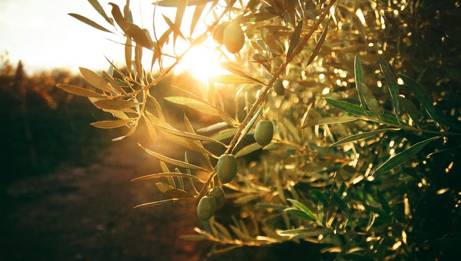 Olivenbaum im Sonnenuntergang