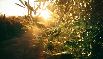 Olivenbaum im Sonnenuntergang