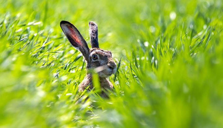 Feldhasen sind schwer zu entdecken