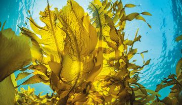 Gemüse aus dem Meer