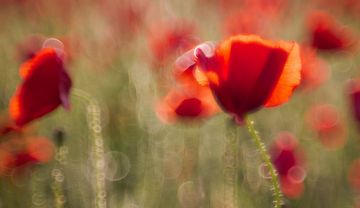 Foto einer Wiese voller Mohnblumen