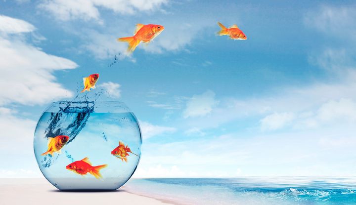 Illustration von Fischen, die aus einem Glas ins Meer springen