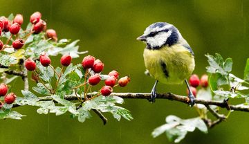 Meise auf einem Ast des Weißdornbaums