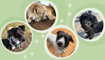 Bürohunde im Medienapostolat der Steyler 