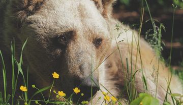 Artgerechtes Leben für Braunbären 
