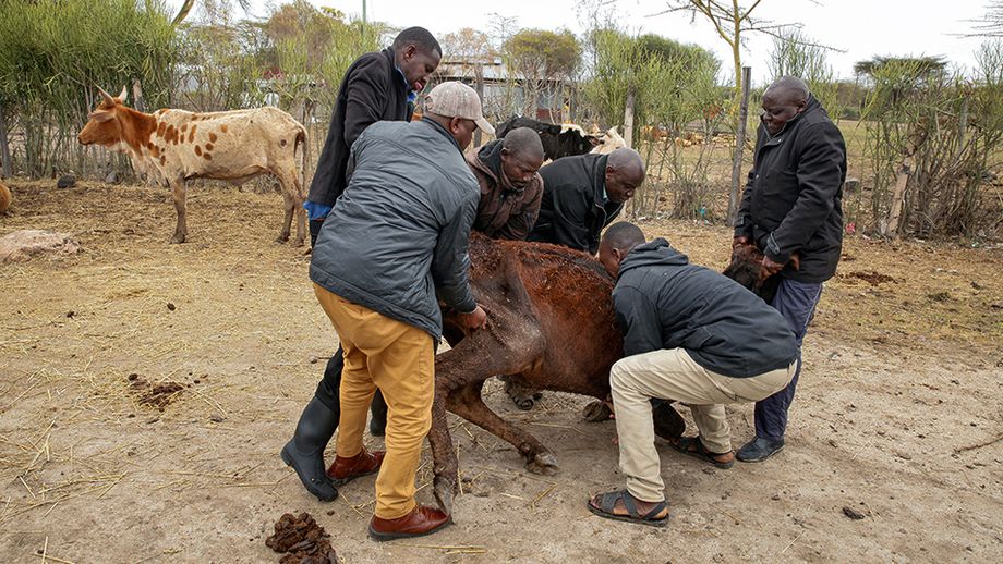 Wegen der extremen Dürre in Kenia, Somalia und Äthiopien sind bislang 9,5 Millionen Tiere verendet.