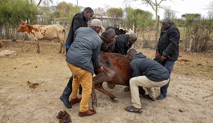 Wegen der extremen D&uuml;rre in Kenia, Somalia und &Auml;thiopien sind bislang 9,5 Millionen Tiere verendet.