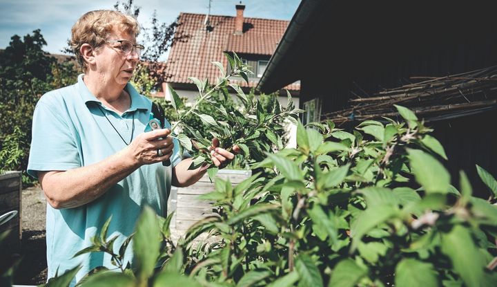 Wof&uuml;r ist Spinat alles gut, Schwester Bernadette?