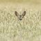 Hase im Kornfeld