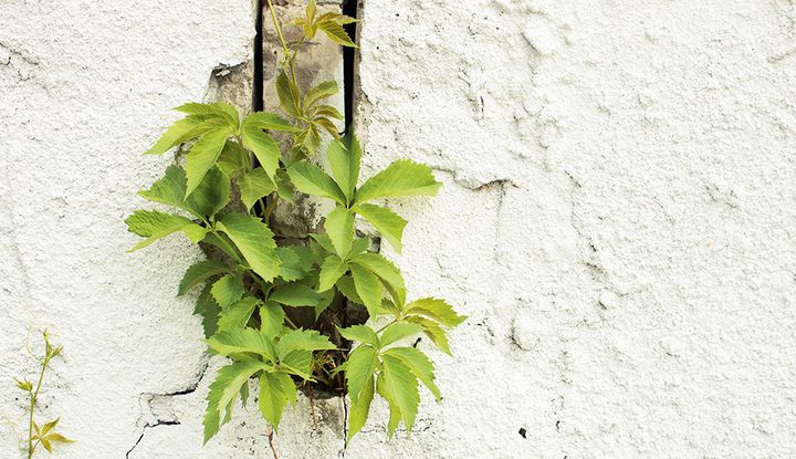 Resilienz: Kraftnahrung für die Psyche