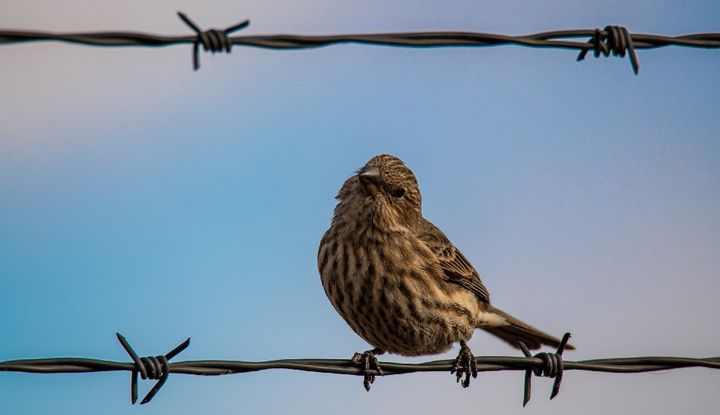 Ein Vogel sitzt auf einem Stacheldraht-Zaun