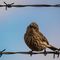 Ein Vogel sitzt auf einem Stacheldraht-Zaun