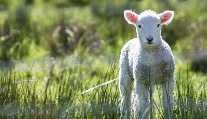 Ein kleines wei&szlig;es Lamm auf einer Wiese