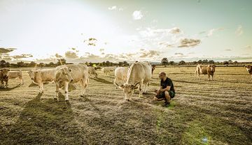 Artenschutz im Naturschutzgebiet Steinfels in Niederösterreich