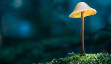 Ein leuchtender Pilz im Dunkeln