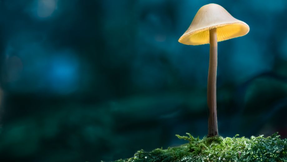 Ein leuchtender Pilz im Dunkeln