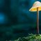 Ein leuchtender Pilz im Dunkeln