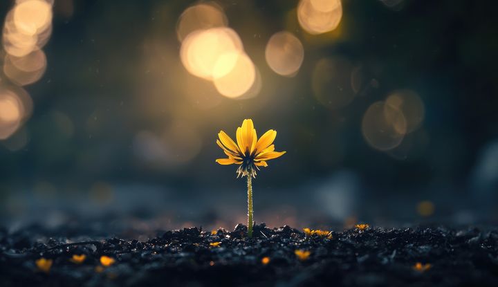 Gelbe Blume w&auml;chst aus dunkler Erde