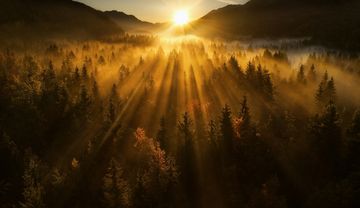 Sonnenaufgang im Wald