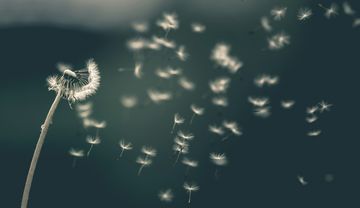 Pusteblume im Wind