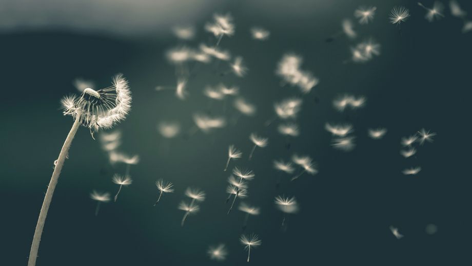 Pusteblume im Wind