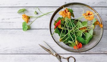 Kapuzinerkresse-Blätter, Kapuzinerkresse-Blüten, Schere