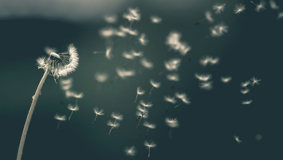 Nahaufnahme einer Pusteblume im Wind