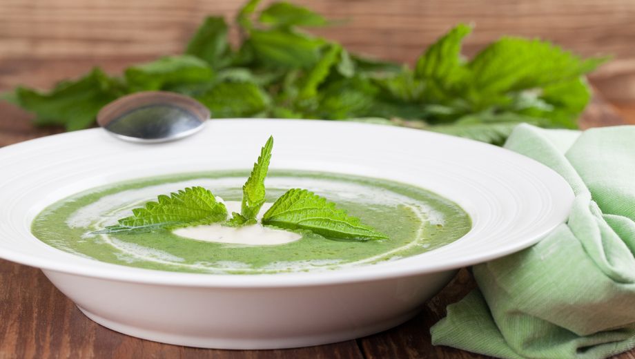weißer Teller mit grüner Suppe, garniert mit Brennnesselblättern, daneben ein Bund Brennnesseln und eine Stoffserviette