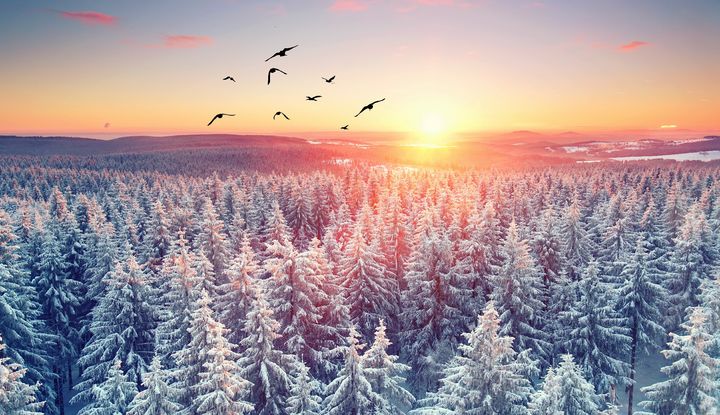 Schneebedeckte Nadelb&auml;ume, Sonnenuntergang, V&ouml;gel