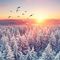 Schneebedeckte Nadelbäume, Sonnenuntergang, Vögel