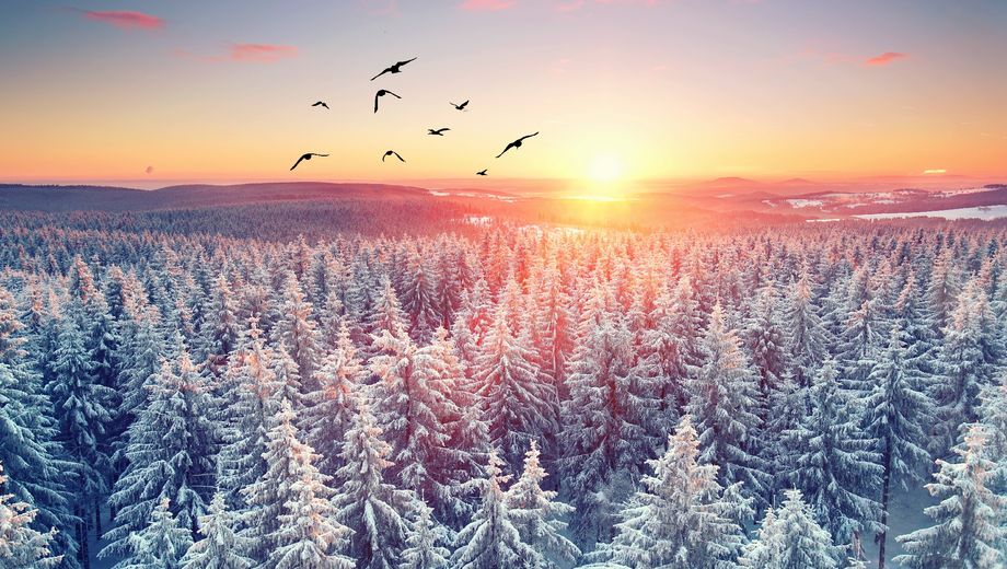 Schneebedeckte Nadelbäume, Sonnenuntergang, Vögel